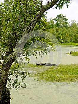 Cypress Swamp