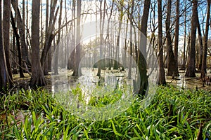 Cypress swamp in northern Florida