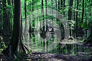 Cypress swamp reflection