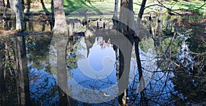 Cypress Swamp Reflection in South Carolina, USA