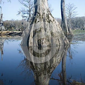 Cypress Swamp Reflections