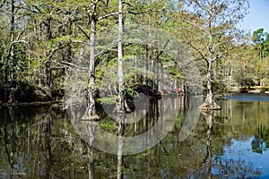 Cypress Swamp in South Carolina, USA