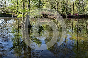 Cypress Swamp in South Carolina, USA