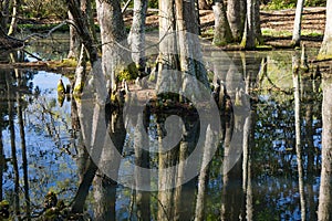 Cypress Swamp in South Carolina, USA