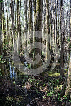 Cypress Swamp in South Carolina, USA