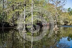 Cypress Swamp in South Carolina, USA photo