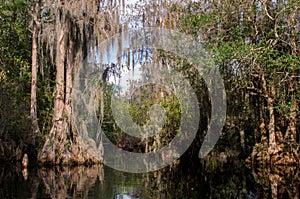 Cypress Swamp, Spanish Moss, Okefenokee Swamp National Wildlife Refuge