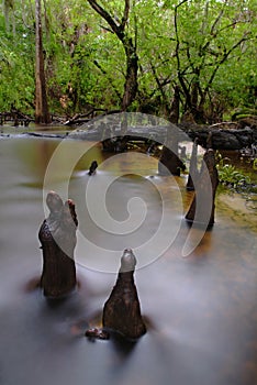 Cypress Swamp Trees