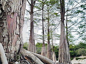 This is cypress Taxodium distichum at the bottom of a dry lake. Tree roots.