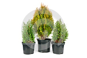 Cypress and thuja in a flower pot isolated on a white