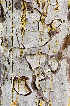 Cypress tree bark detail