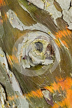 Cypress tree bark detail