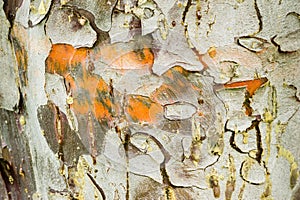 Cypress tree bark detail