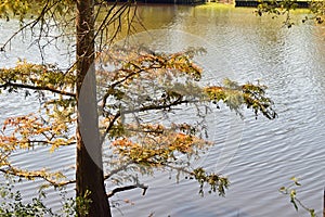 Cypress tree on Calcasieu riverbank