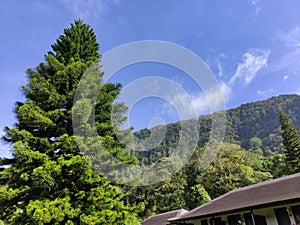 cypress tree that grows big in the hotel area in buleleng bali