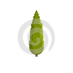 Cypress tree icon, flat style photo