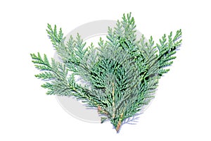 Cypress tree isolated on white background