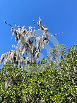 cypress tree and moss in Swamp