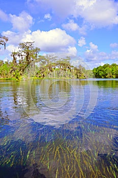 Cypress Tree in Natural Spring