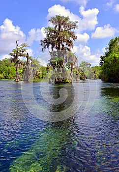 Cypress Tree in Natural Spring