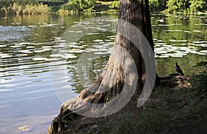 Cypress tree near the lake