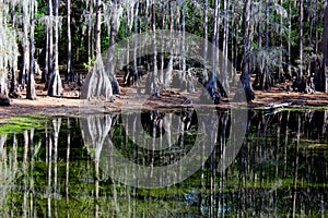 Cypress Tree Reflections