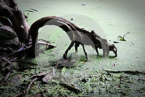 Cypress tree root looks like it is clawing at the algae photo