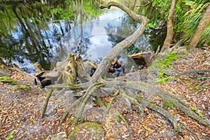 Cypress Tree Roots Growth Closeup At The Edge Of A River