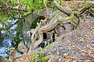 Cypress Tree Roots Growth At The Edge Of A River