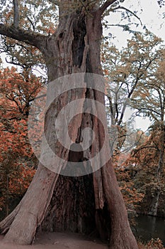 Cypress Tree\'s Hollowed Opening, a Fall Spectacle