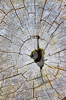 Cypress tree`s stump in the nature