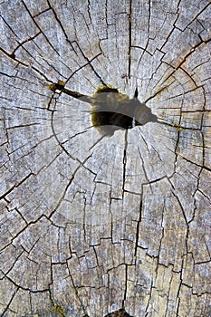 Cypress tree`s stump in the nature