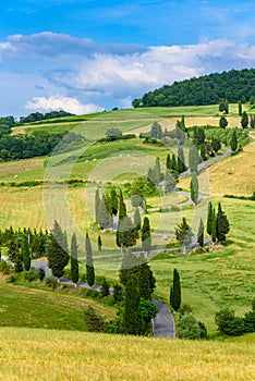 Cypress tree scenic winding road in Monticchiello - Valdorcia - near Siena, Tuscany, Italy, Europe