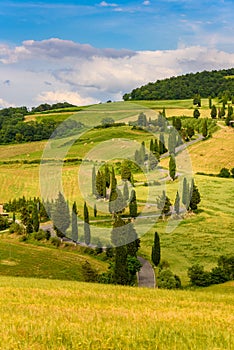 Cypress tree scenic winding road in Monticchiello - Valdorcia - near Siena, Tuscany, Italy, Europe