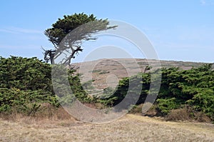 Cypress Tree and Shrubs at Bodega