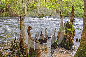 Cypress Tree Stumps By A Flowing River