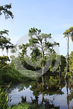 Cypress Tree in Swamp