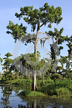 Cypress Tree in Swamp