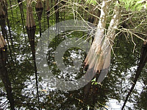 Cypress tree in swamp with pristine reflection