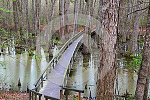 Cypress tree swamp