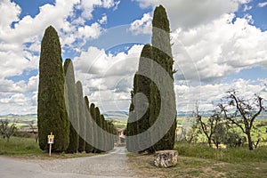 Cypress tree - Toscany, Italy