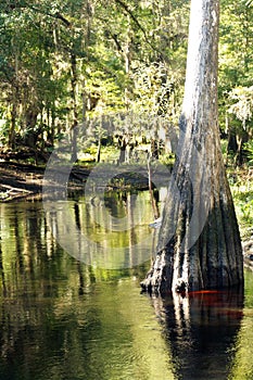 Cypress Tree in a Tropical River (1)