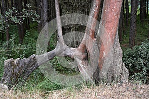 Cypress tree trunk detail