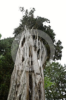 Cypress tree trunk detail