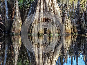 Cypress tree trunks reflected in water