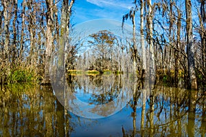 Cypress tree trunks and their water reflections in the swamps near New Orleans, in the Louisiana Bayou