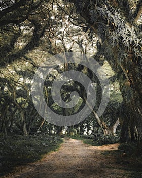 Cypress tree tunnel in East Java