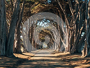 The Cypress Tree Tunnel, at Point Reyes National Seashore, California