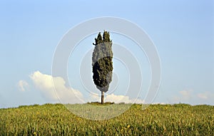 Cypress tree in Tuscany