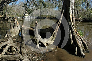 Cypress tree in the water at Fairview-Riverside State Park photo